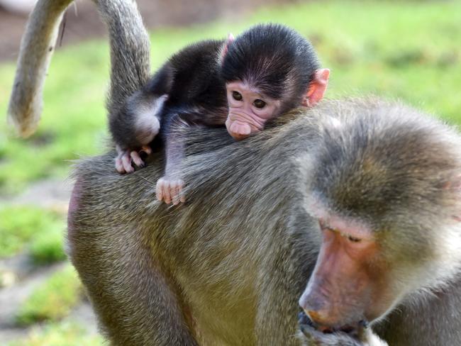 Baboon Qetess with little Quasi at Melbourne Zoo. Picture: Jay Town