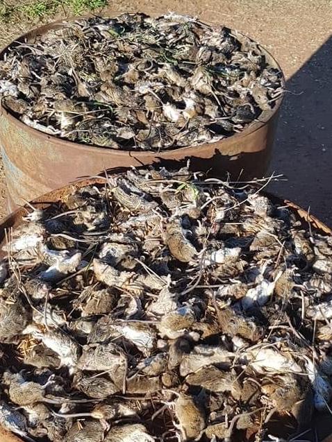 An example of the recent mouse plague in western NSW. Here are about 500 dead mice. Picture: Paul Phelps