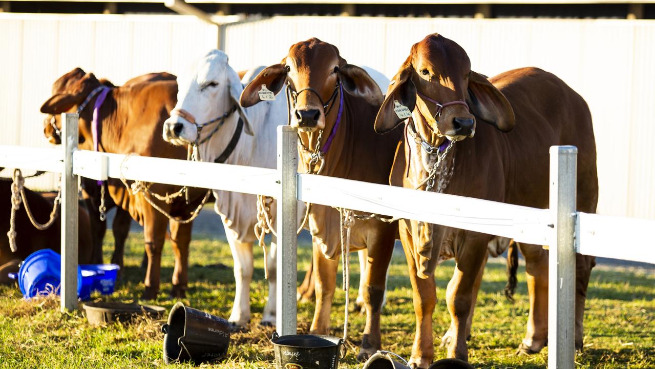 The stud cattle show will be free at the 2022 Mackay Show. Picture: Contributed