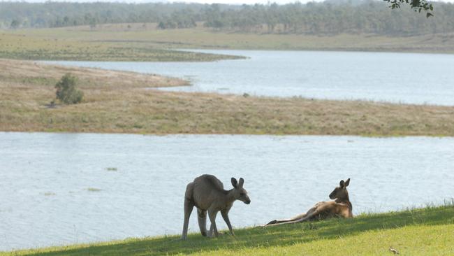 Two kangaroos enjoying the shade of a tree at Lumley hill, Wivenhoe Dam. pic David Martinelli