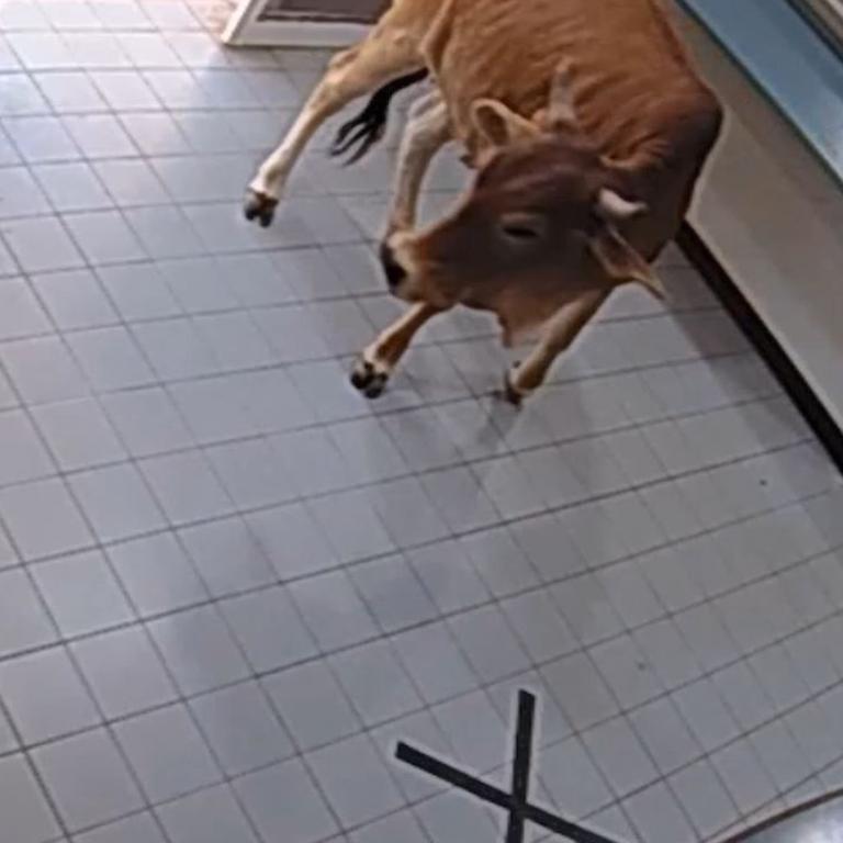 The inside of the station failed to capture the cow’s interest.