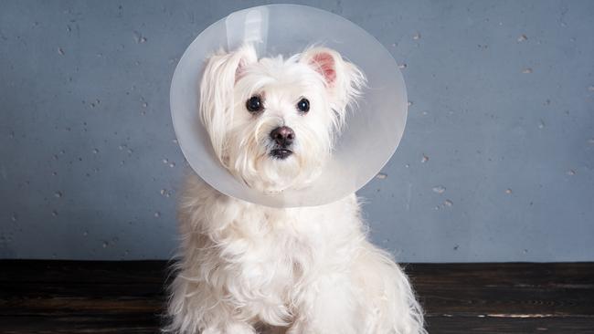 Cute white dog breed in pet cone posing in studio. Veterinary, animals, pet care concept; ; pet insurance veterinary bills generic