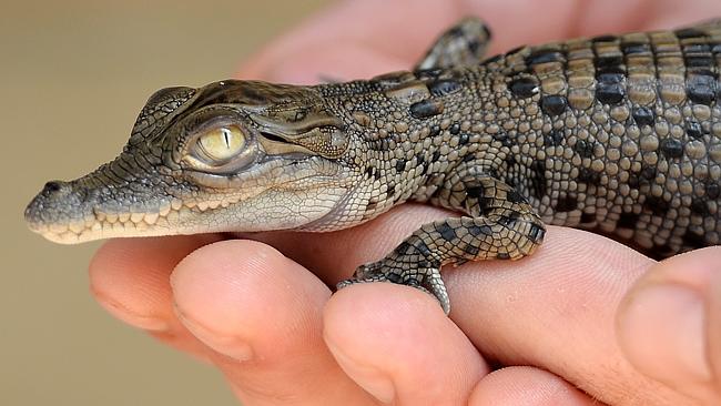 Fears of emerging baby croc blackmarket in the NT NT News