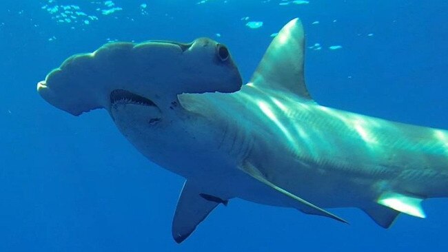 Studies on Great Hammerhead sharks found off the coast of Rainbow Beach will inform a national research study. Picture: Discovery Channel