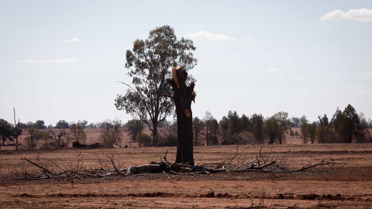 Rain brings hope to drought ravaged NSW