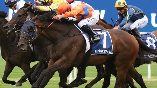 Cuban Royale is on track to make it a hat-trick at Rosehill on Saturday. Picture: Grant Guy