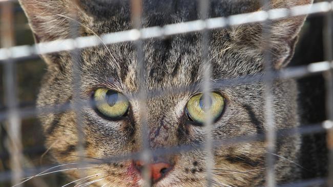 The council is planning to set cat traps in local bushland areas.