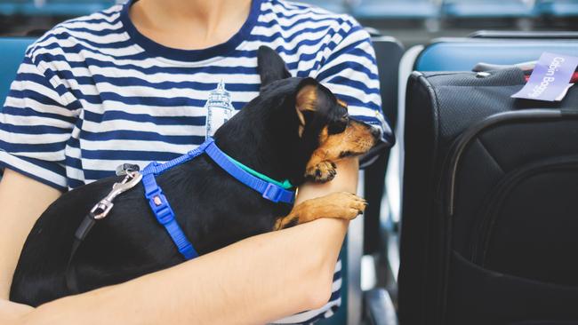 Dogs will only be allowed on board if very small.