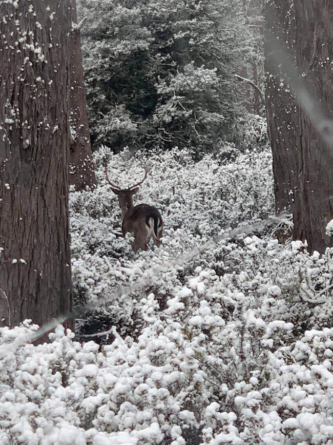 A deer pictured among the snow near Great Lake Hotel. Picture: Jemma Burke.