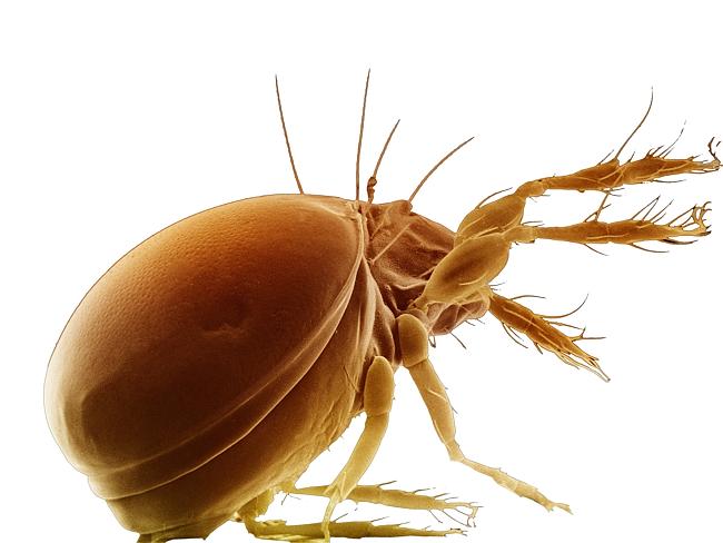 A dust mite. Picture: Supplied