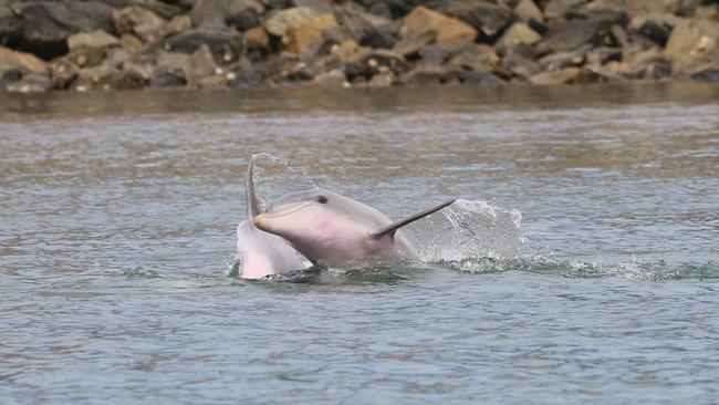 Dolphins in the Port River , South Australia . Picture: Jenni Wyrsta