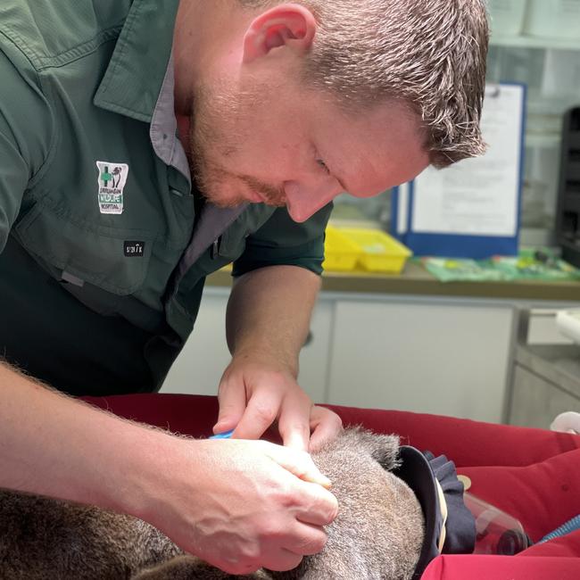 Currumbin Wildlife Hospital vet nurse research supervisor Lewis McKillop working on a koala patient. Picture: Supplied