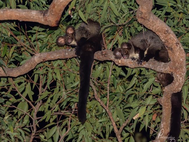 The threatened southern greater glider, photographed in the Nerang National Park in the Gold Coast hinterland. Photograph: Photographers Downunder.