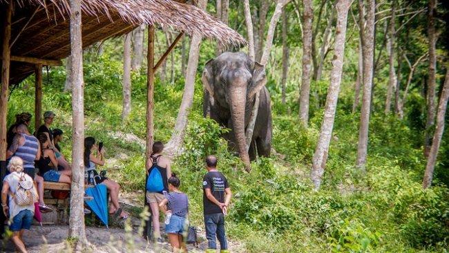 Spend the morning at the only ethical elephant sanctuary in Thailand,
