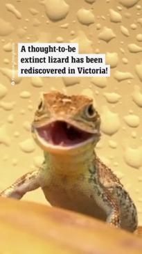 Lizard species rediscovered after 50 years