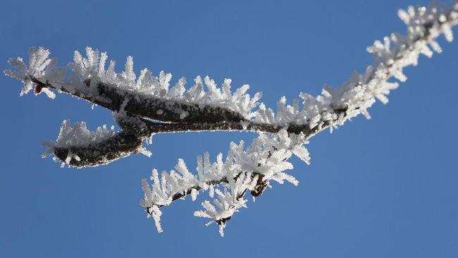 While in her backyard in Walcha, New South Wales, this girl captured these frozen dewdrops. Picture: Tasha Chawner