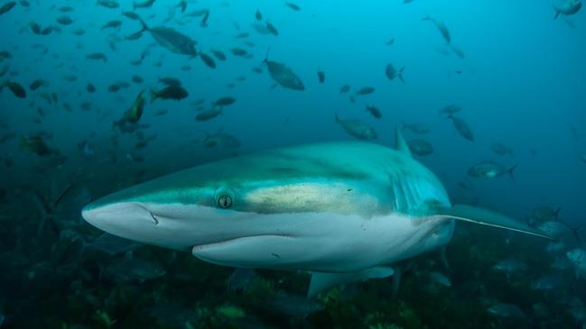 A bronze whaler shark is suspected to have bitten Jackson.