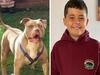 Dog attacked shoppers before killing 10yo