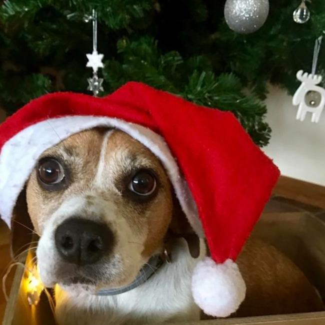 Lilly of Hornsby Heights gets in the festive spirit. Picture: Pippa Neve