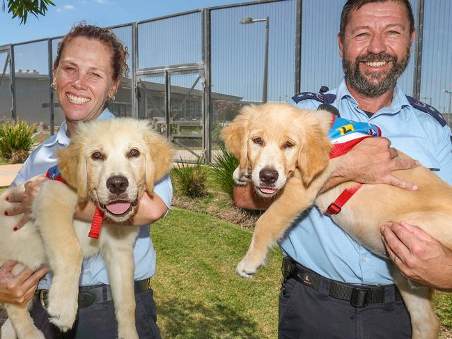 GRAFTON, AUSTRALIA - Sydney Telegraph. Pictured: L-R Manager Inmate Services, Clarence Correctional Centre, Cherie Goodwin holding Clarence Assistance Pups Program participant, 12 week old Golden retriever, Bambi with Dept General Manager, Security and Operations, Clarence Correctional Centre, Dave White with 12 week old Golden retriever, Brooklyn at Clarence Correctional Centre. December 13th, 2024: Picture:ÃDylan Coker