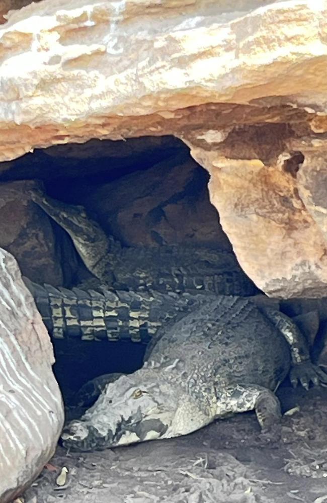 These crocs are likely seeing shelter from a long dry season. Photo: Phil Rout