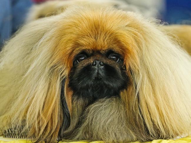 Action from the 2022 Ekka dog show.  Picture: Zak Simmonds