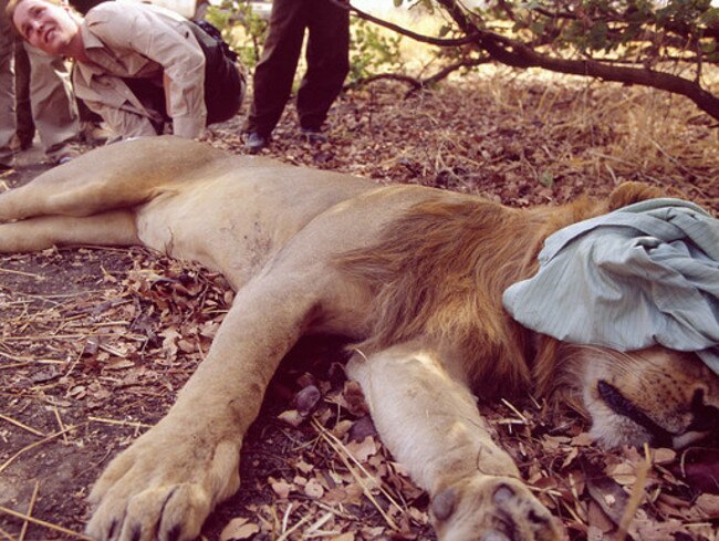 For this vet, taking the rectal temperature of a lion is pretty normal. Picture: Stephen van der Mark