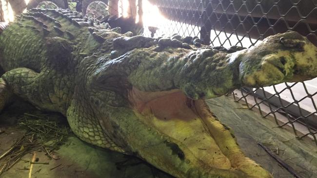 A 5 metre "icon" saltwater crocodile has been trapped near a popular swimming hole near Babinda.