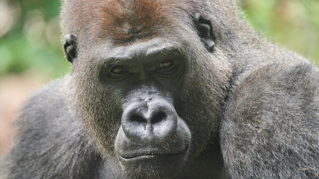 Handstand gorilla goes viral | news.com.au — Australia’s leading news site