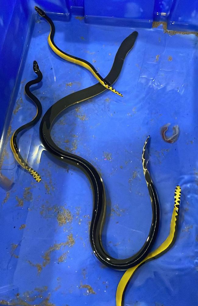 Exclusive photos: A yellow-bellied sea snake found beached in Far North Queensland Thursday morning has given birth to four live young over several hours while at a veterinary clinic. Picture: Trish Prendergast