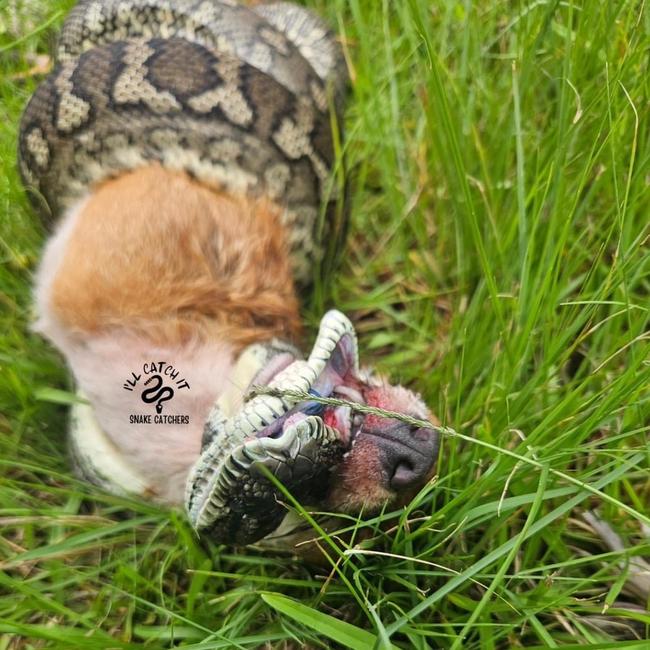 A fox was no match for a snake in northern NSW. Pic: I'll Catch It Snake Relocations