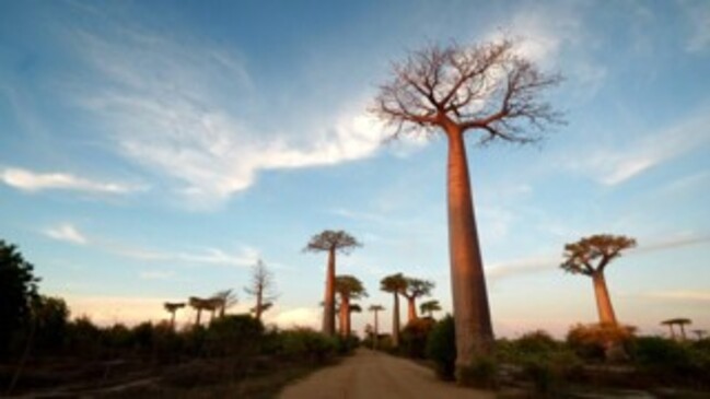 Drought and deforestation threatens Madagascar’s biodiversity