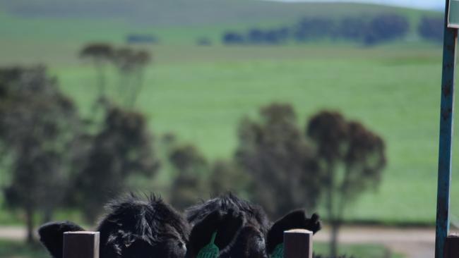 Princess Royal Station, Burra, South Australia. Feedlot. PHOTO:JAMIE-LEE OLDFIELD