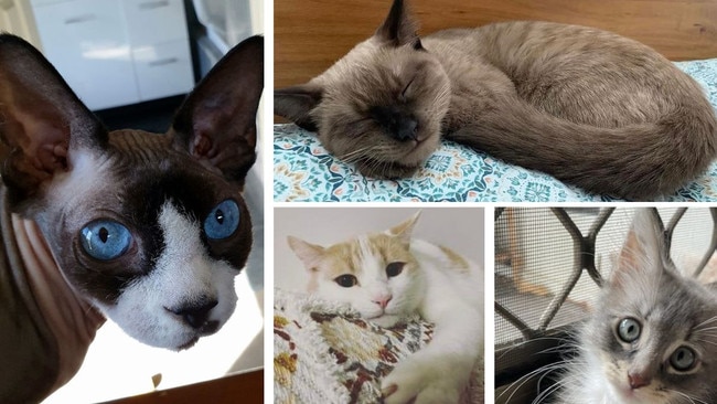 After being inundated with responses, we can now reveal the top cats of Townsville.