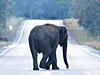 Elephant on road/AP