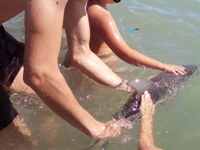 Beachgoers pat the baby dolphin. Picture: Facebook