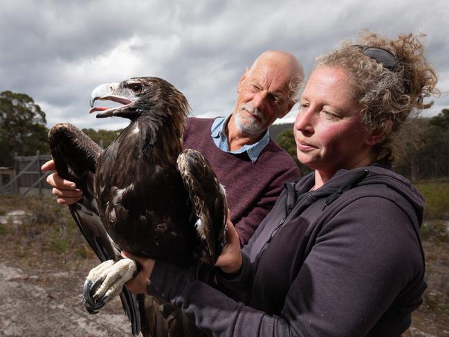 Nick Mooney from Birdlife Australia Raptor Group with Ange Anderson from Roaring Beach Wildlife Refuge near Roaring Beach, Tasmania with a rescued wedge tailed eagle that was probably injured by hitting a wire.27/02/2019photography  Peter Mathew