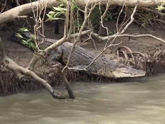 Beau Vernon and Marc Magil spotted this 4m crocodile in the Bohle River.