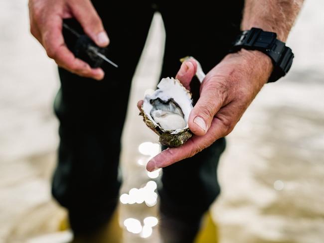 One of Melshell’s great big, fat juicy oysters. Picture: Courtesy of Gala Estate and Melshell Oysters