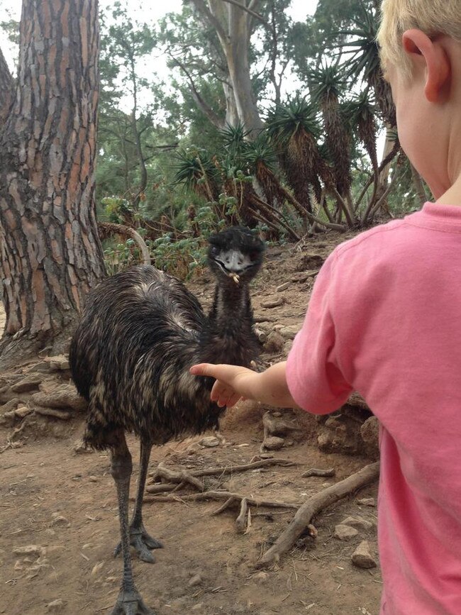 You can feed the emus at Humbug Scrub Sanctuary.