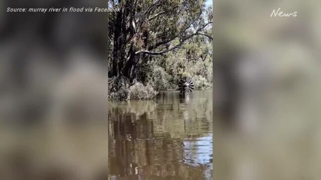 Flooding at Brenda Park near Morgan