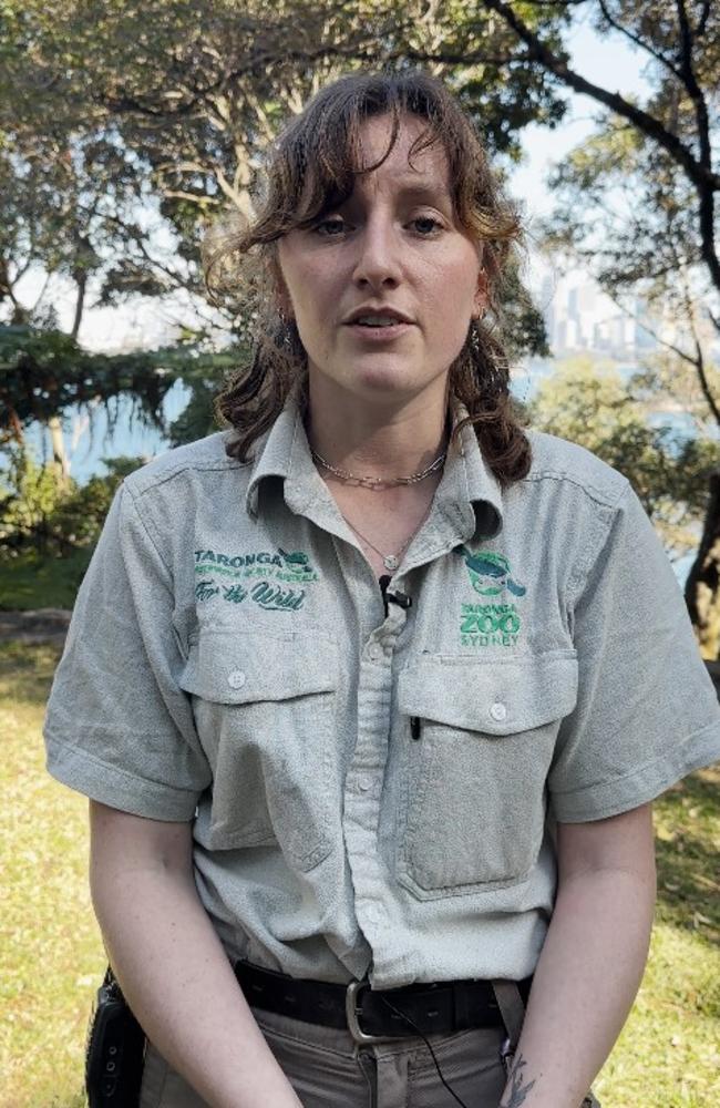 Taronga Zoo carnivore keeper Logan Dudley says the viral ‘costume’ video is not unusual. Picture: Supplied