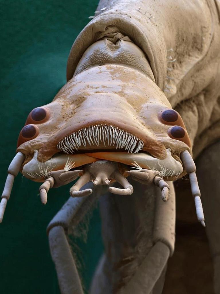 This diving beetle larva looks ferocious and it is for the unlucky tadpoles it preys upon. Picture: Eye of Science/Science Photo Library