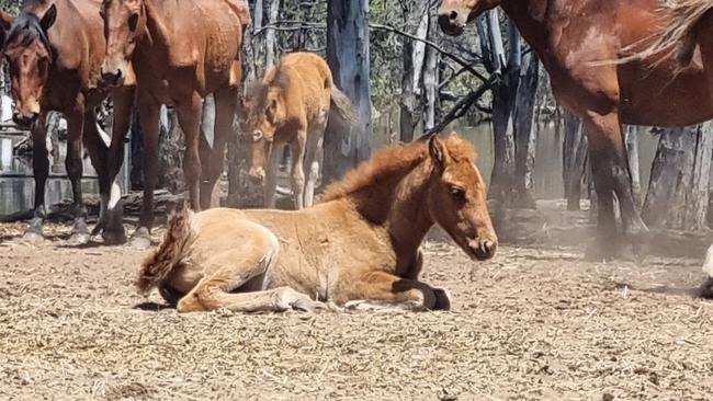 A stranded and exhausted brumby foal, surrounded by the mob. Picture: Dean Marsland