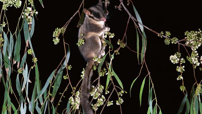 Leadbeater’s possum, Central Highlands, Victoria. Picture: Alamy