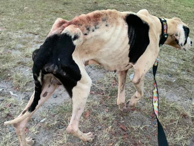 Leo was dumped at a pound in rural New South Wales before being taken to Queensland.