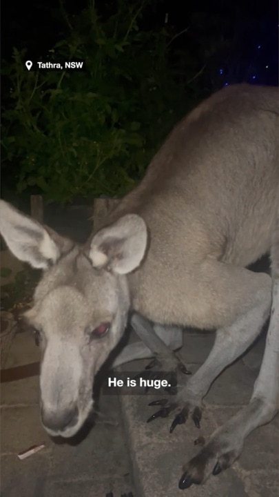 Friends have close encounter with wild kangaroo