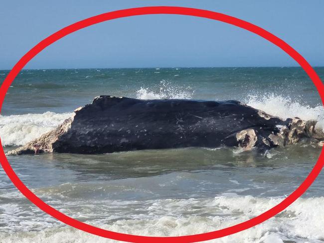 Whale beached off Bribie Island. Picture: DESI