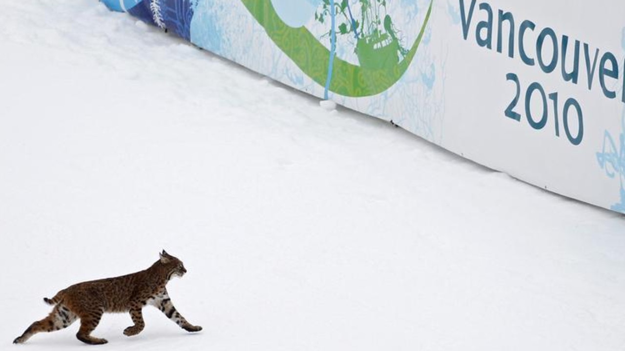 A lynx crosses the finish area during training for the men's downhill race of the Vancouver 2010 Winter Olympics, February 2010. Picture: Reuters