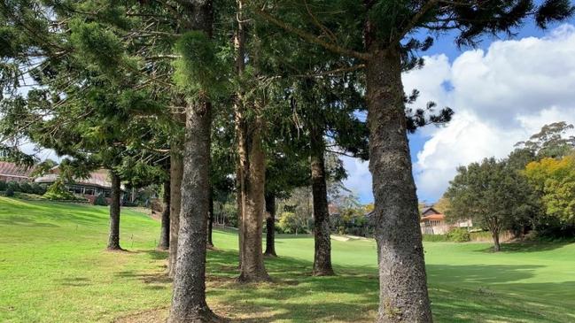 Bunya trees are proposed to be removed at the course.